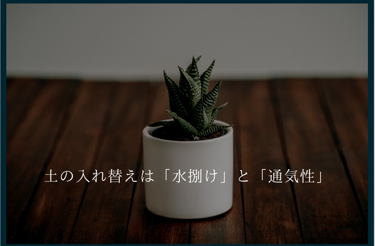 観葉植物の土の入れ替え方。大事なのは”水はけ”と”通気性”｜高級家具.com