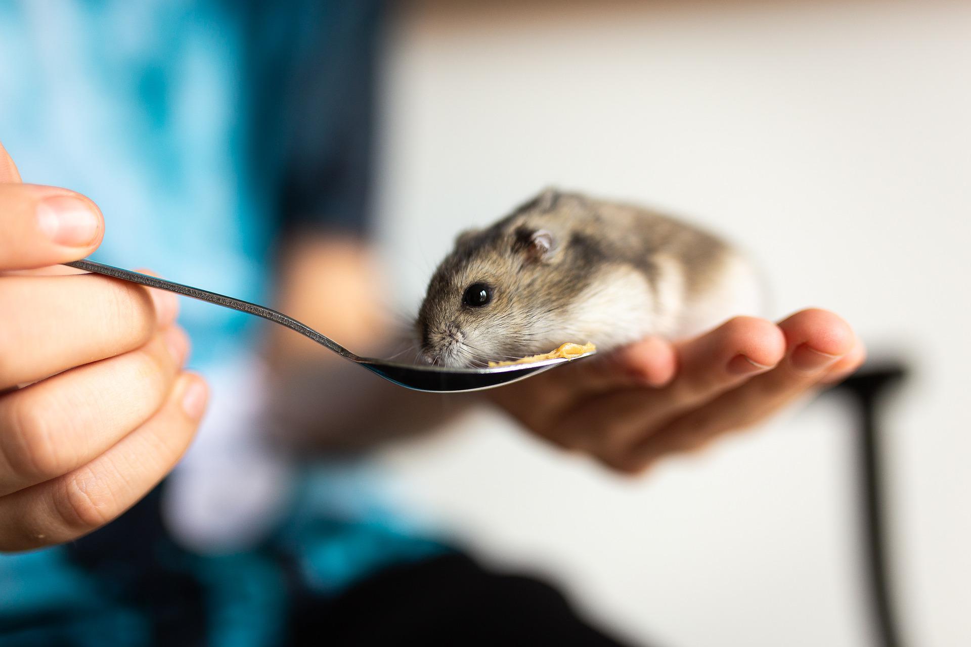 ハムスターって寿命はどのくらい？飼い方と長生きする方法も紹介！｜winnova