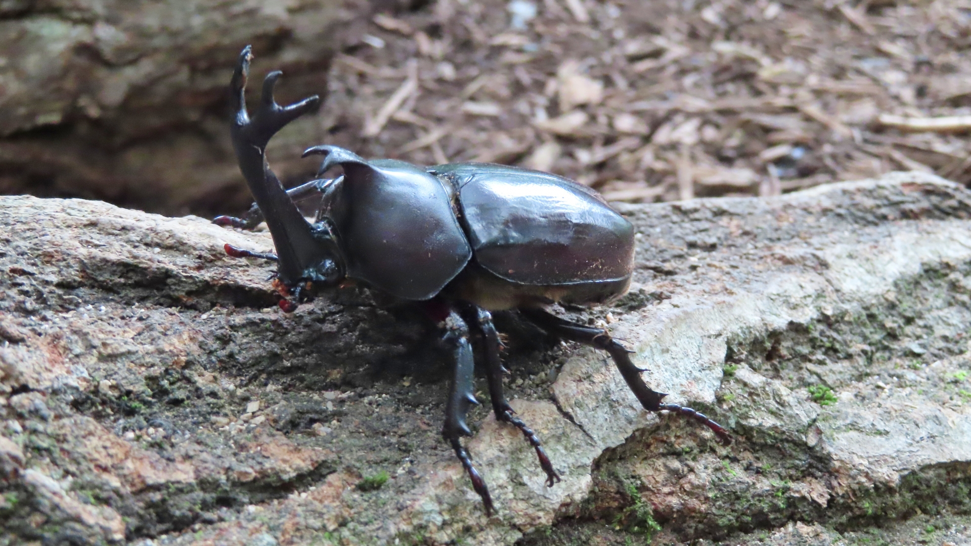 カブトムシの正しい飼い方を伝授！昆虫の王様を長生きさせる秘訣とは｜winnova