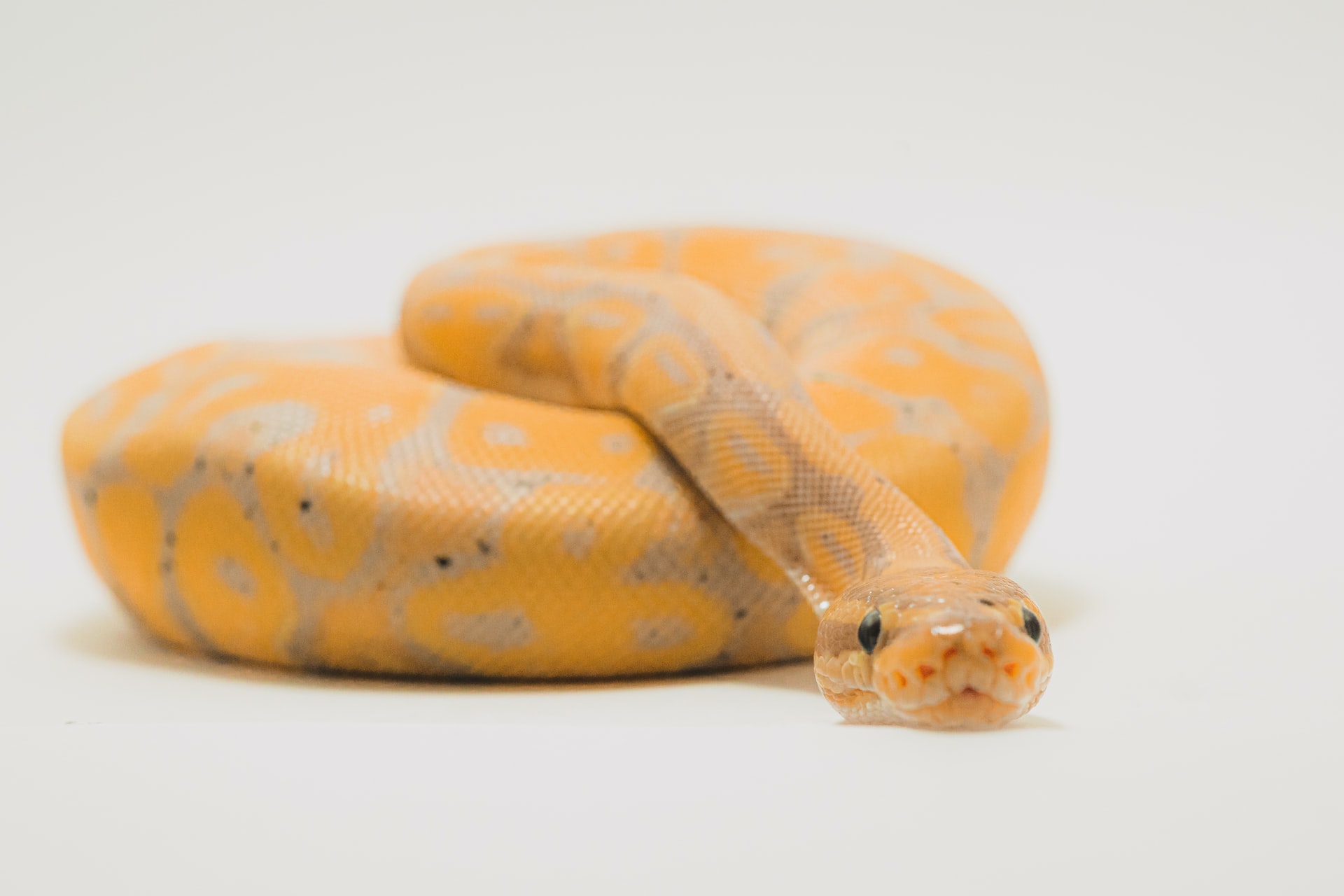 初めて蛇を飼育したいあなたへ、ペットでおすすめの種類3選｜winnova