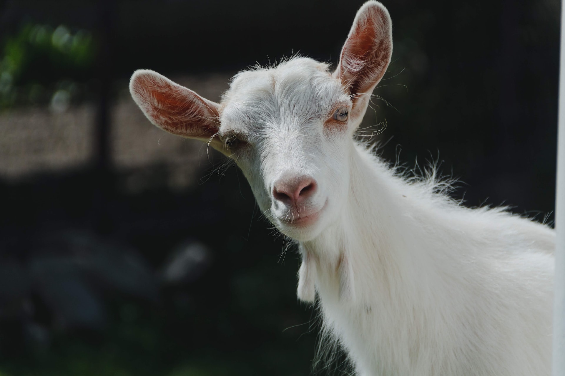 ヤギのペットとしての飼い方、教えます！3つの飼うポイントも解説！｜winnova