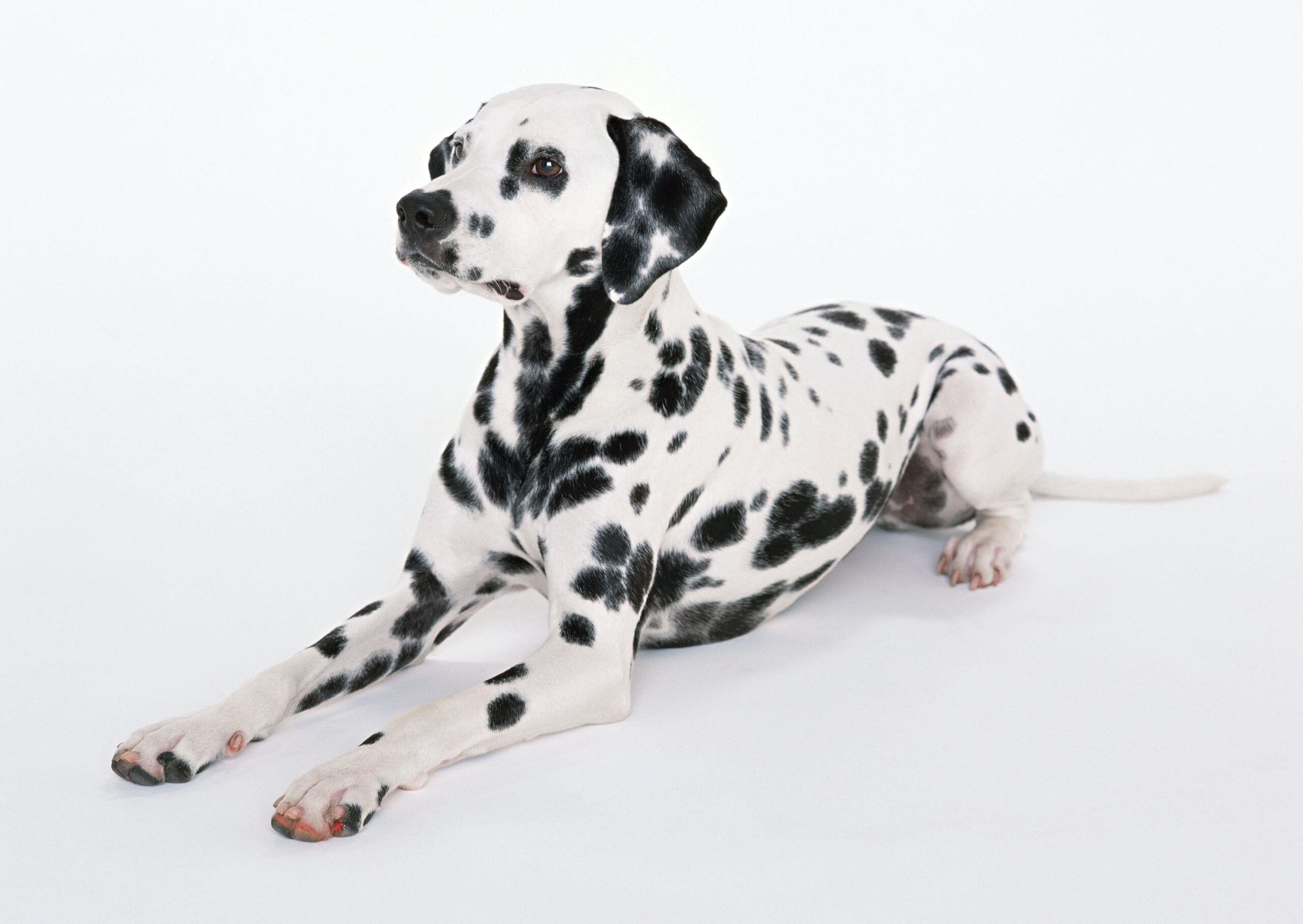 愛犬に「待て」をしつけよう！