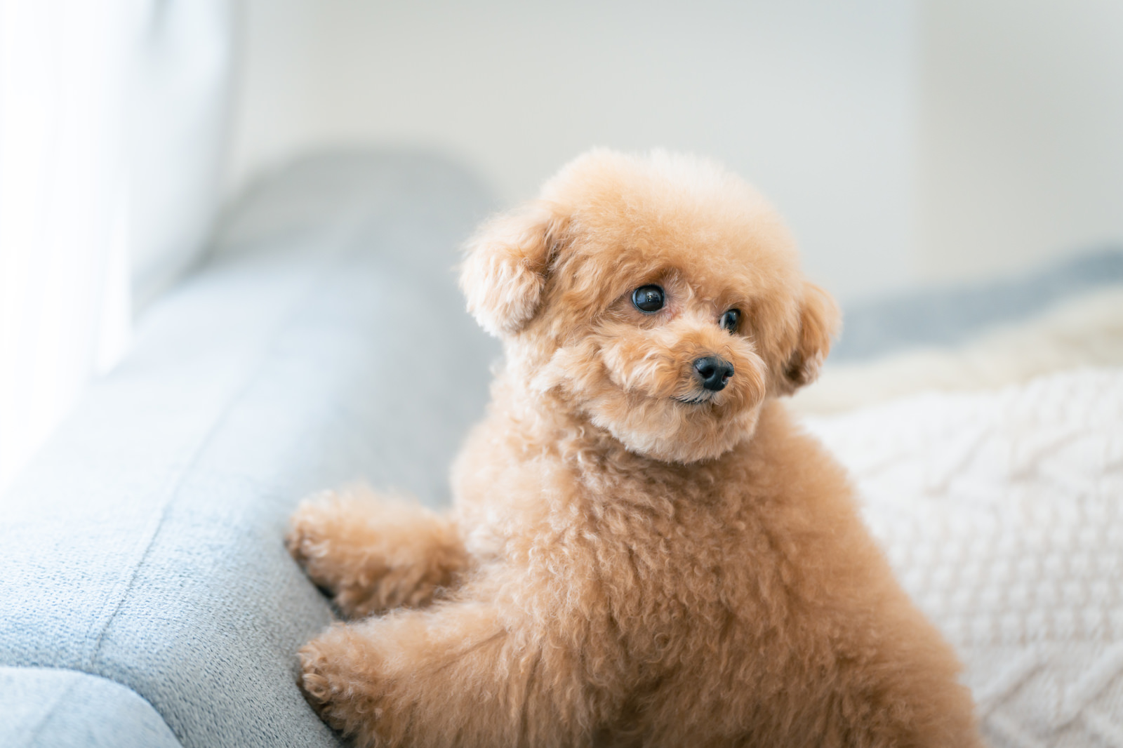 【初心者向け】今さら聞けない犬に待てをしつけで教える方法とコツ3選｜winnova