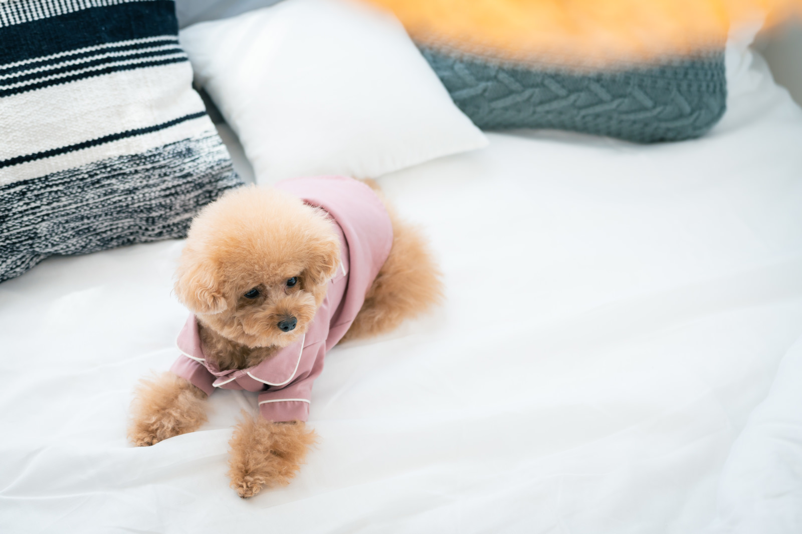 犬に待てを覚えてほしい！お互いがストレス無くしつける方法